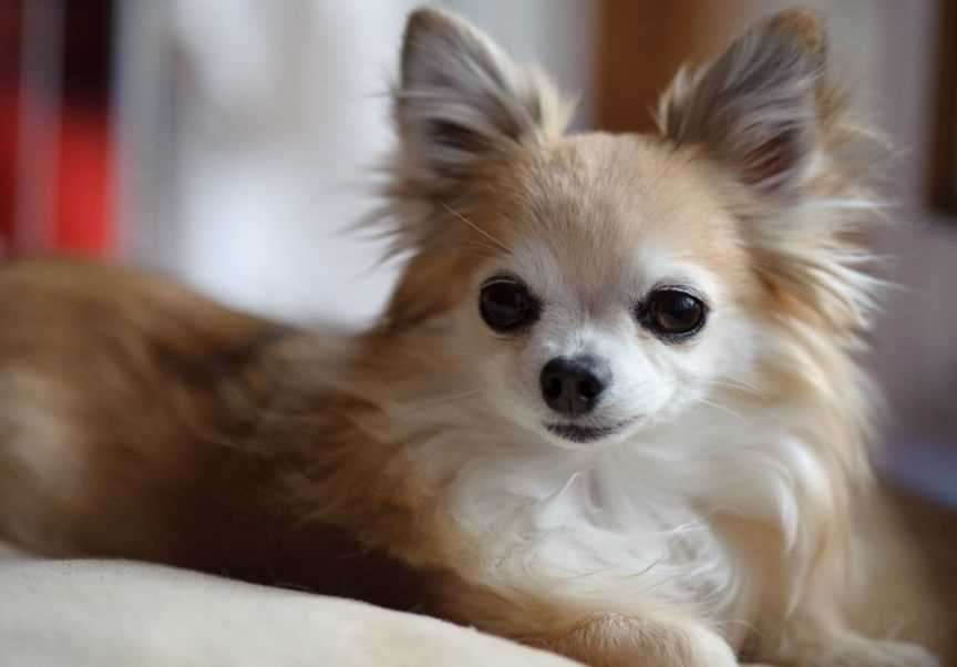 Фото чихуахуа: наши лучшие снимки милых маленьких собачек Фото чихуахуа: наши лучшие снимки милых маленьких собачек