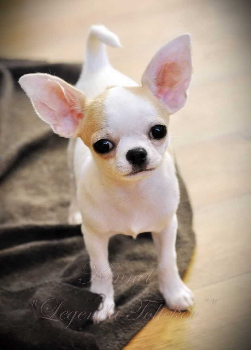 Чихуахуа в разных странах, городах и климатических условиях