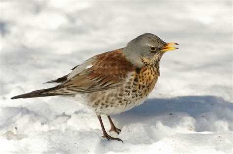 Как помочь дрозду рябиннику