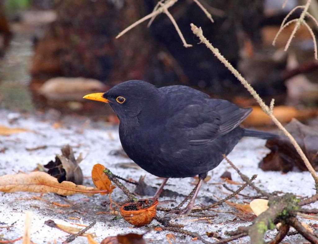 Дрозд-рябинник