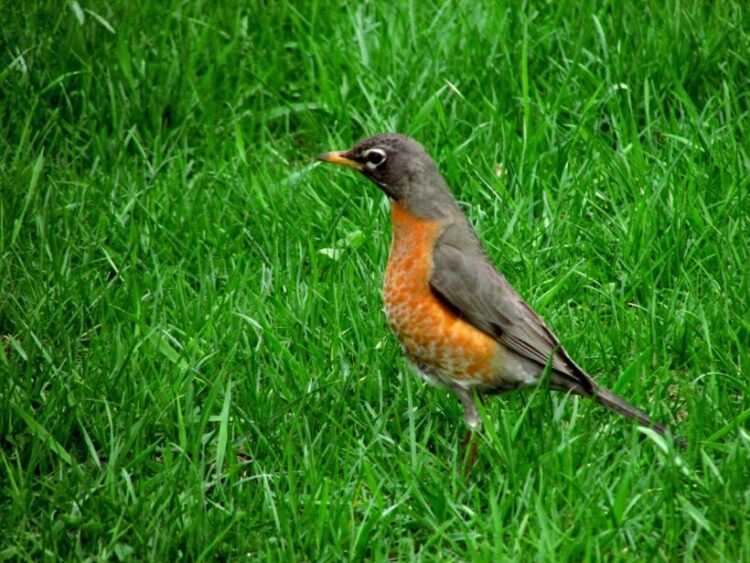 Самые популярные виды дроздов и их фотографии