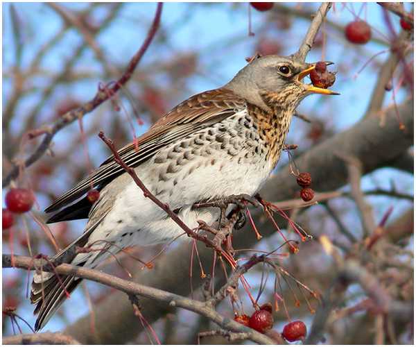 Фото дроздов - узнайте, как выглядят эти птицы Фото дроздов - узнайте, как выглядят эти птицы