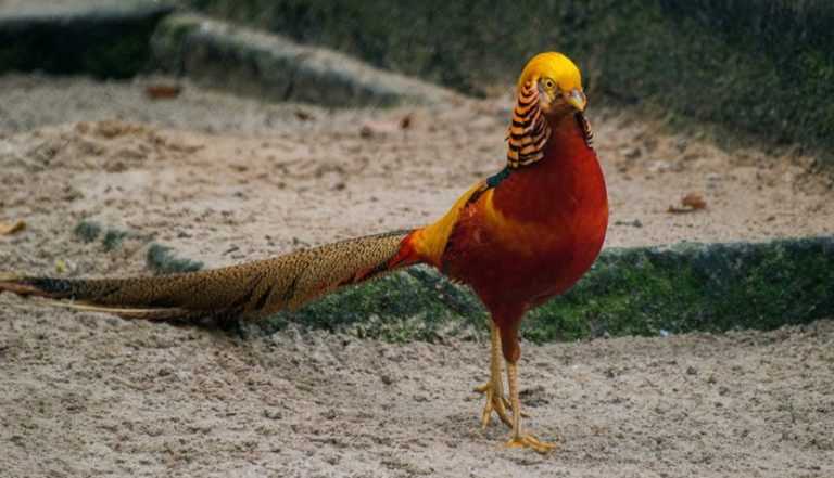 Пекинский фазан