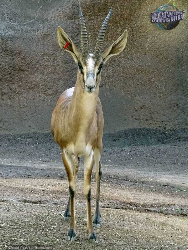 Сарычевая газель