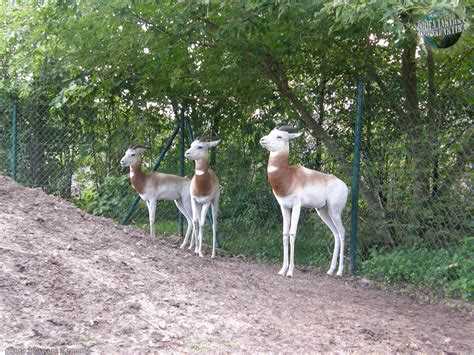 Фото газели: особенности и виды животного