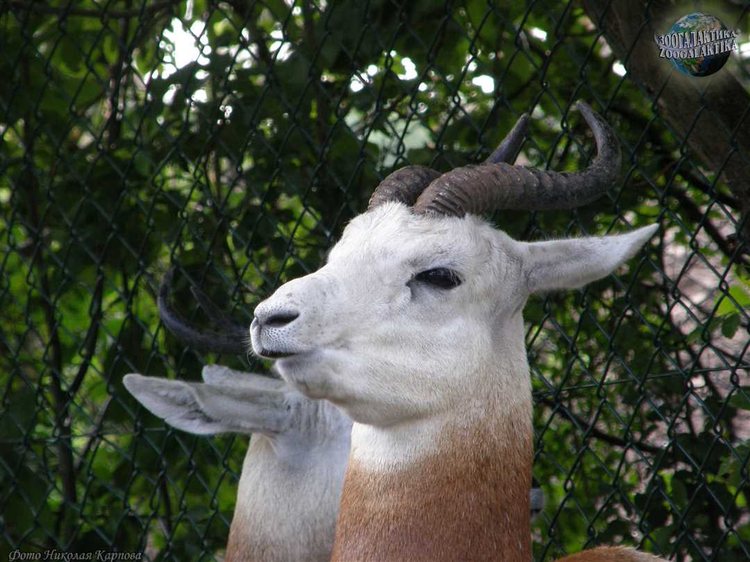 Аравийская газель