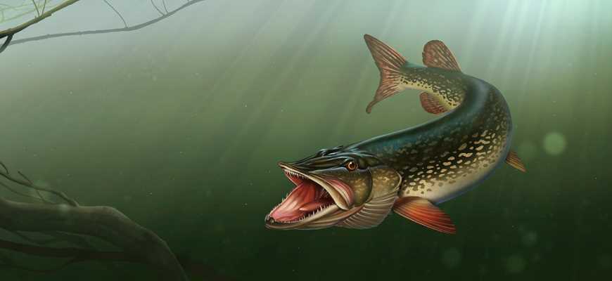 Почему гольцо может быть опасным для человека?