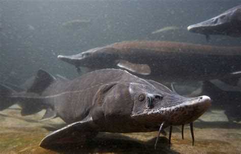 Разновидности гольца