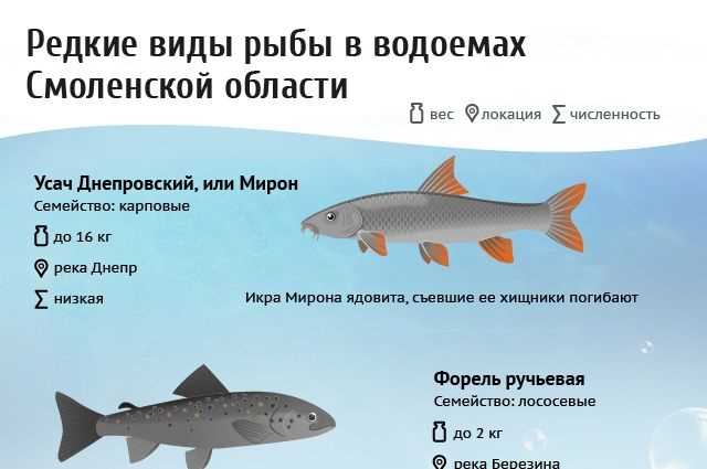 Фото гольца: смотрите, как выглядит этот удивительный вид рыбы