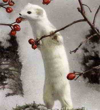 Проблемы, связанные с охотой