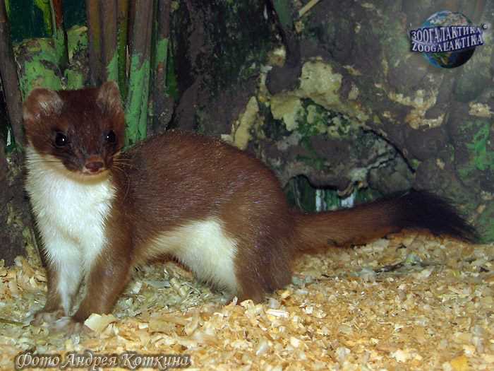 Фото горностая: узнайте больше о животном из красной книги Фото горностая: узнайте больше о животном из красной книги