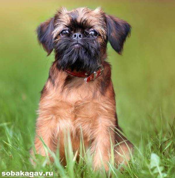 Фото грифона - породы собак с необычной внешностью