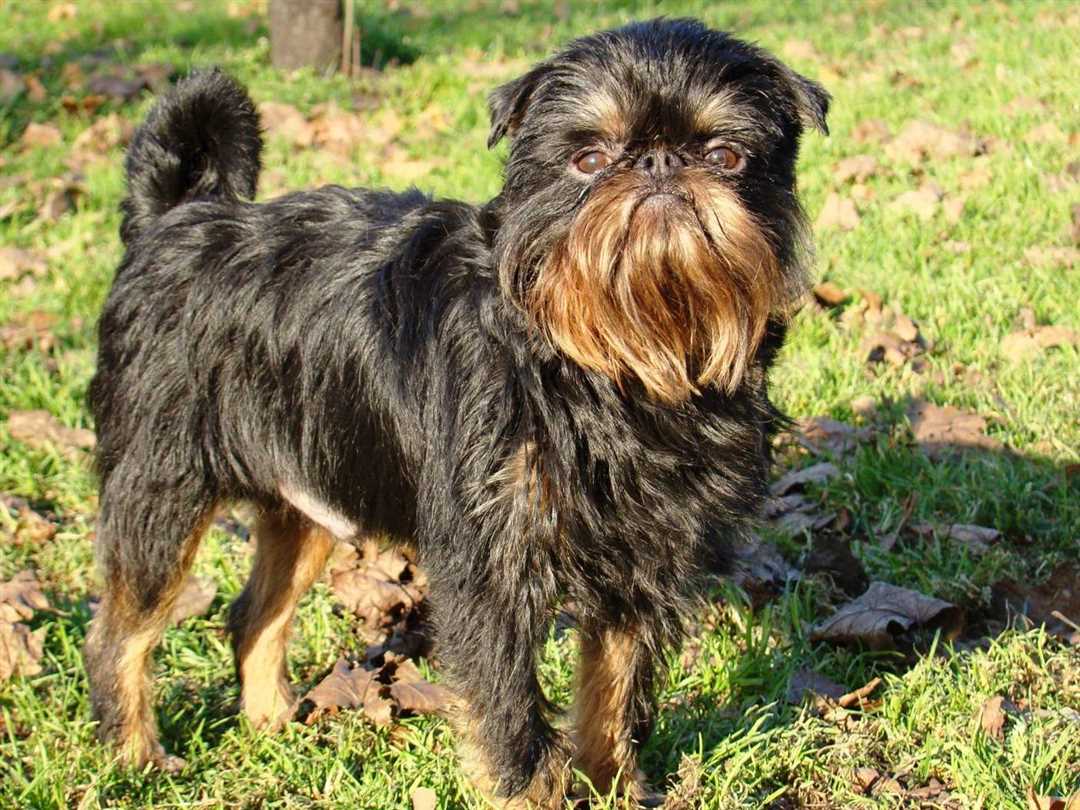 Уход за шерстью и кожей