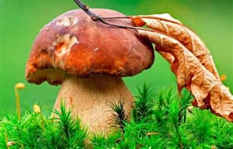 Места с наибольшей концентрацией грибов