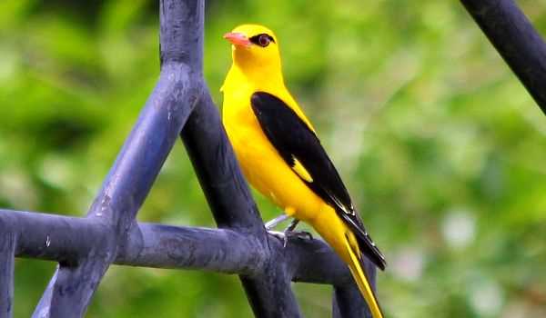 Фото и описание иволги - разнообразие и красота птиц мира