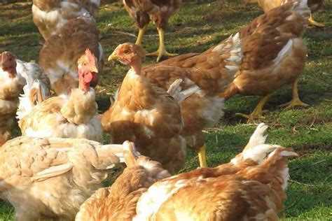 Уход за мулардами