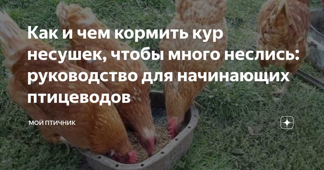 Фото и описание мулардов — всё о куринных породах для начинающих птицеводов