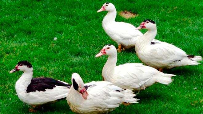 Что такое муларды