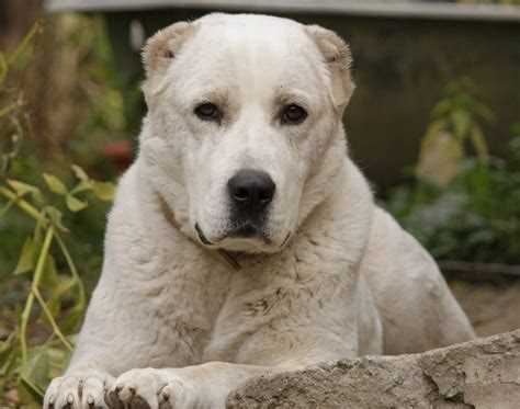 Описание породы