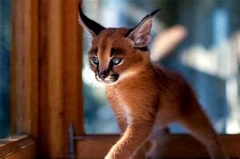 Фото каракалов: как выглядит кошка каракал и что нужно знать о породе