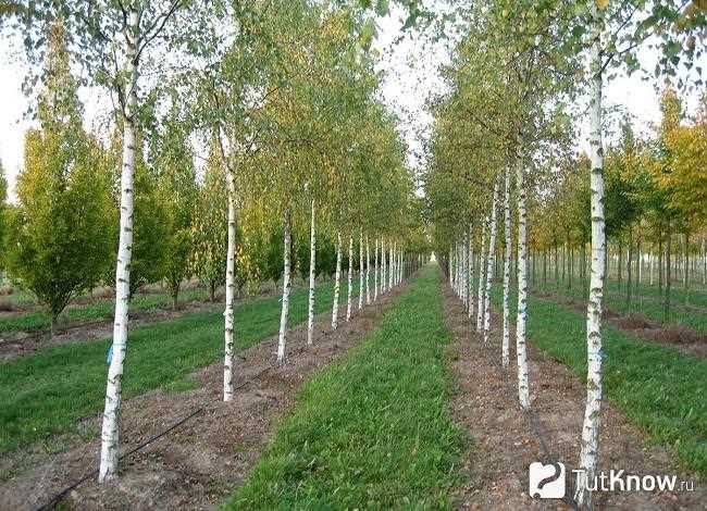 Обрезка и формирование кроны