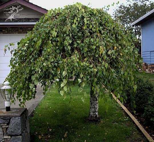 Защита от вредителей и болезней