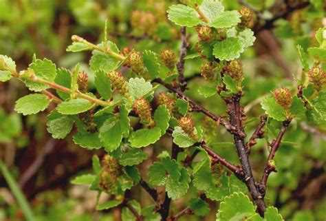 Фото карликовой березы: как выбрать растение для сада