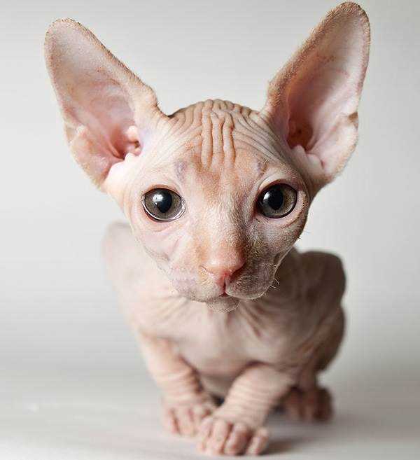 Интересные факты о сфинксах