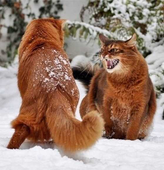 Характер и особенности экзотических котов