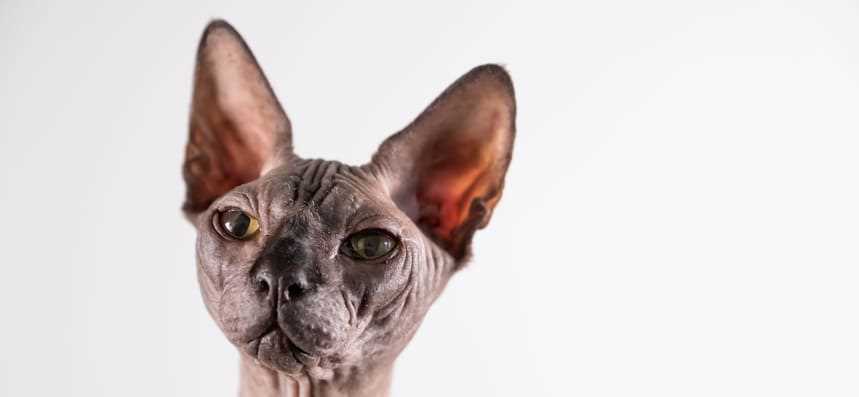 Фото кота сфинкса: порода, особенности и уникальная внешность Фото кота сфинкса: порода, особенности и уникальная внешность