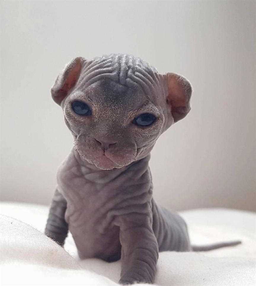 Описание внешнего вида и характеристики