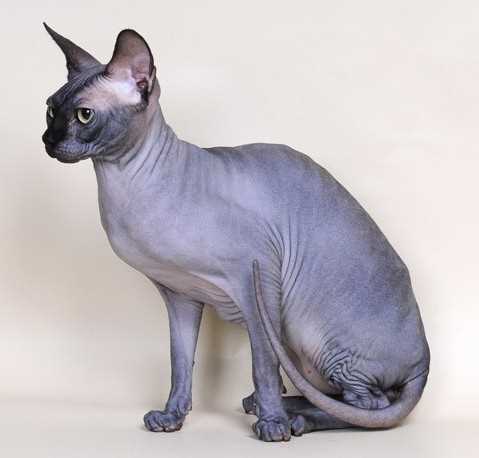 Особенности заботы и содержания