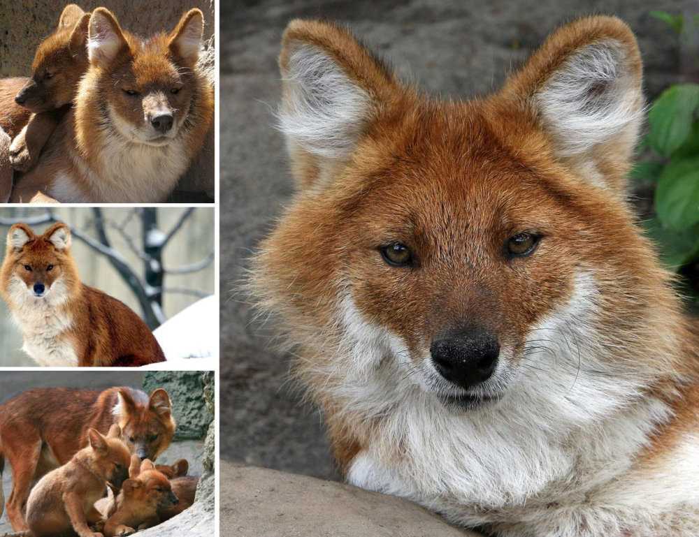 Шерсть и окраска