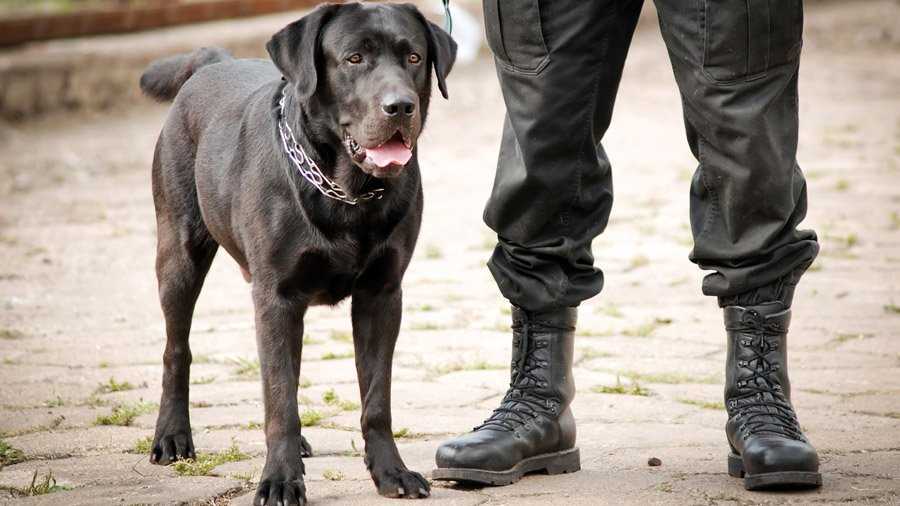 Кормление и питание