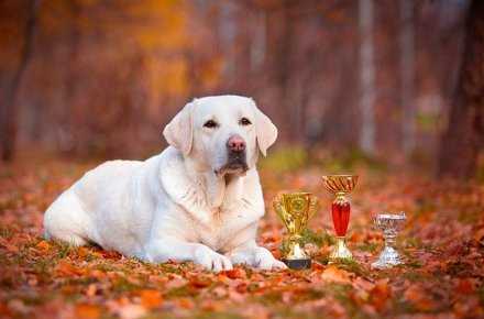 Фото лабрадора ретривера - самые милые и популярные породистые собаки