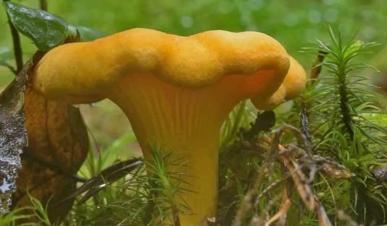 Фото лисичек: узнайте, как выглядят эти вкусные грибы