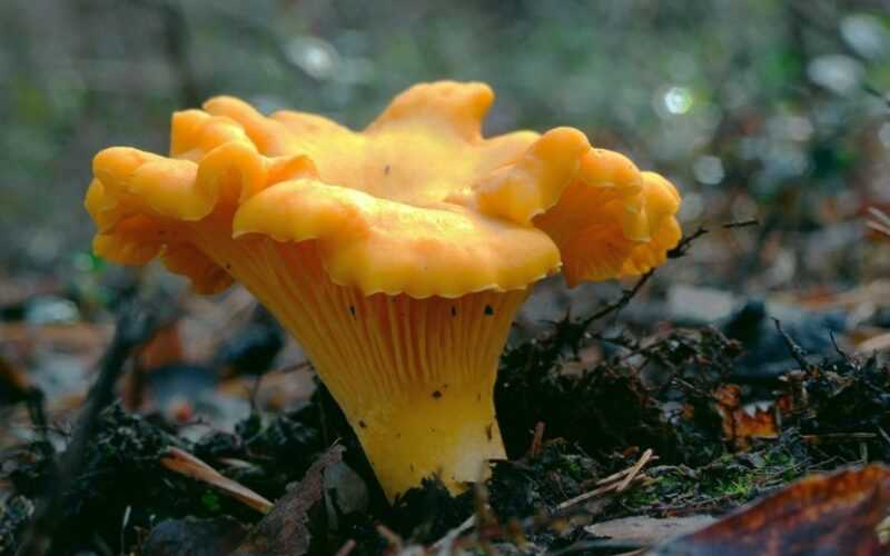 Где и как собирать лисички