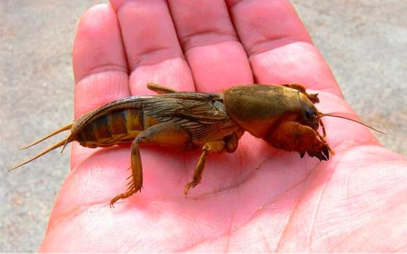 Фото медведки - вредного насекомого, которое необходимо узнать для борьбы Фото медведки - вредного насекомого, которое необходимо узнать для борьбы