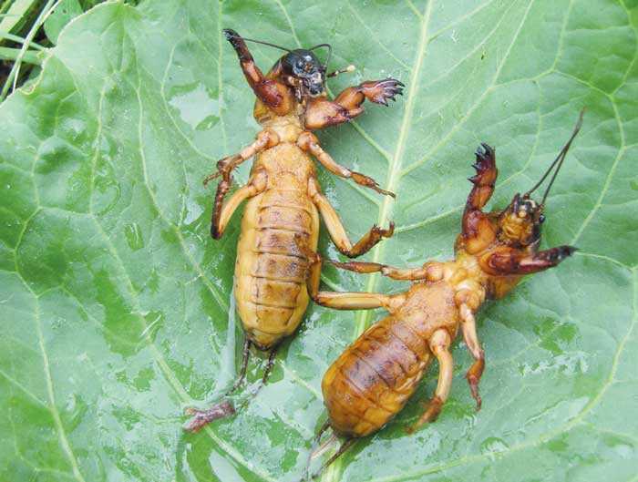 Фото медведки для борьбы с вредителем