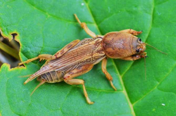Способы предотвращения появления медведки