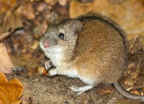 Большая мышь полевка