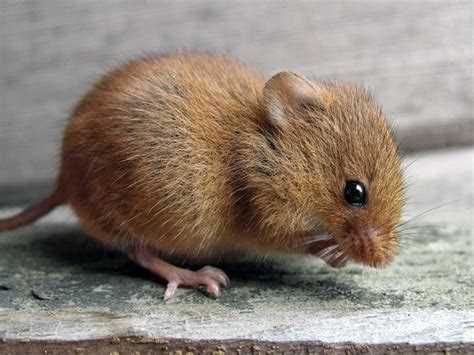 Фото Мыши полевки: как выглядят их различные подвиды Фото Мыши полевки: как выглядят их различные подвиды