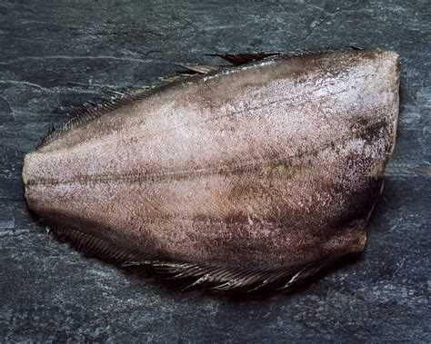 Фото палтуса: узнайте, как выглядит рыба палтус на фото