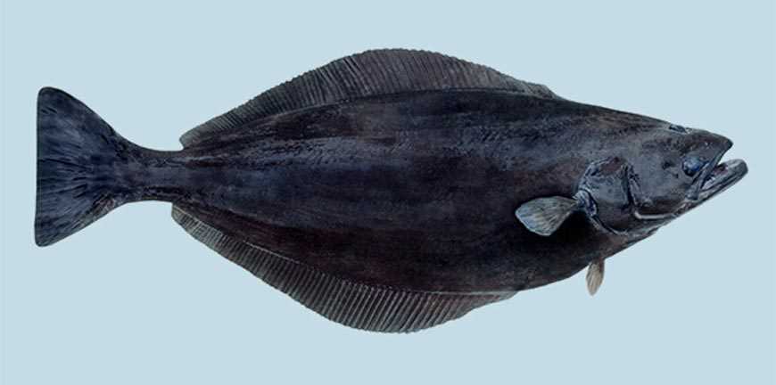 Палтус в духовке