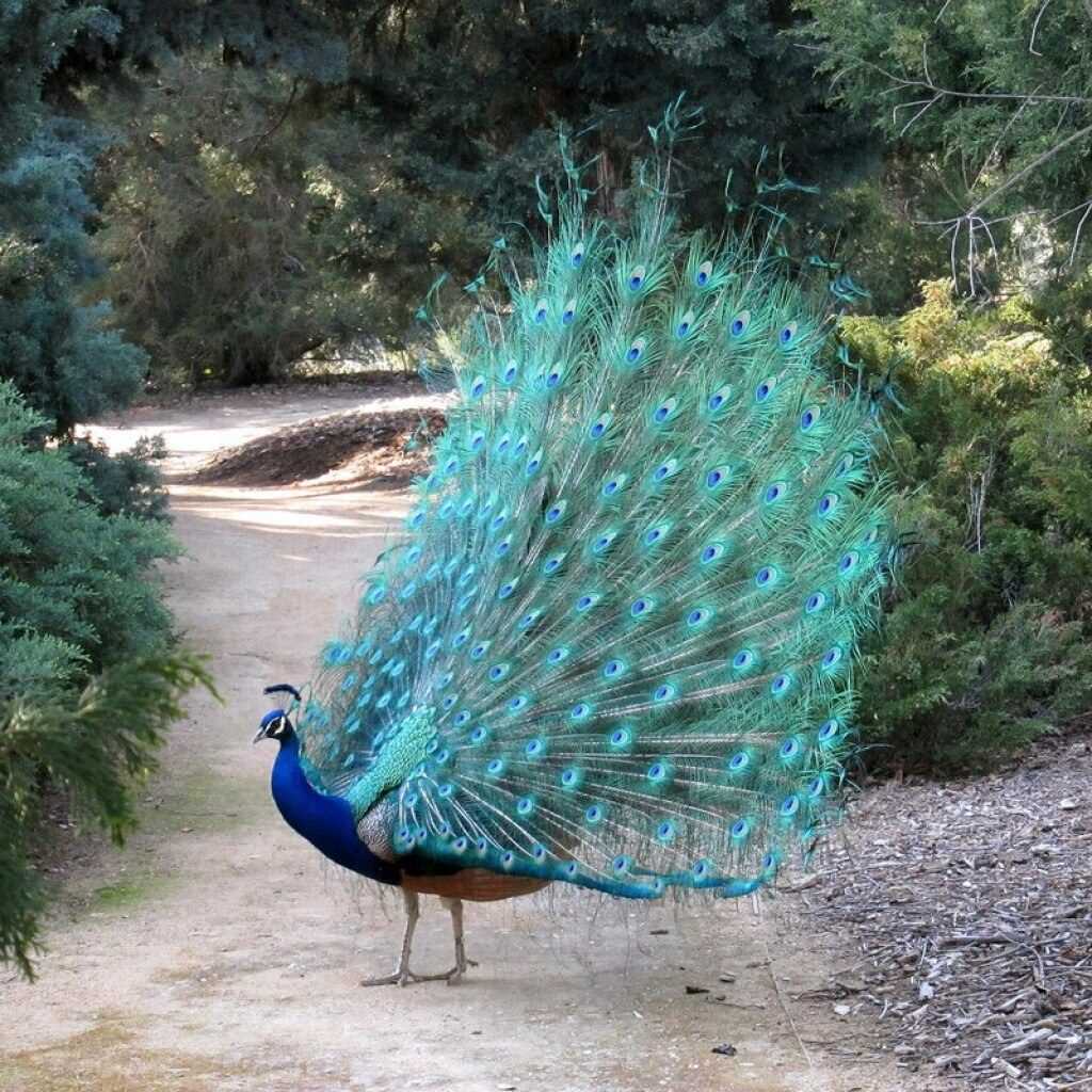 Где живут павлины