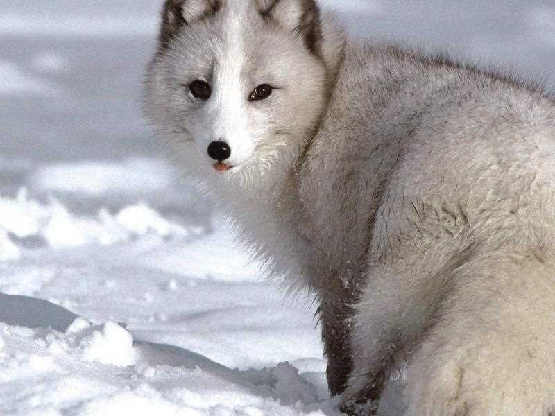 Беременность и рождение потомства