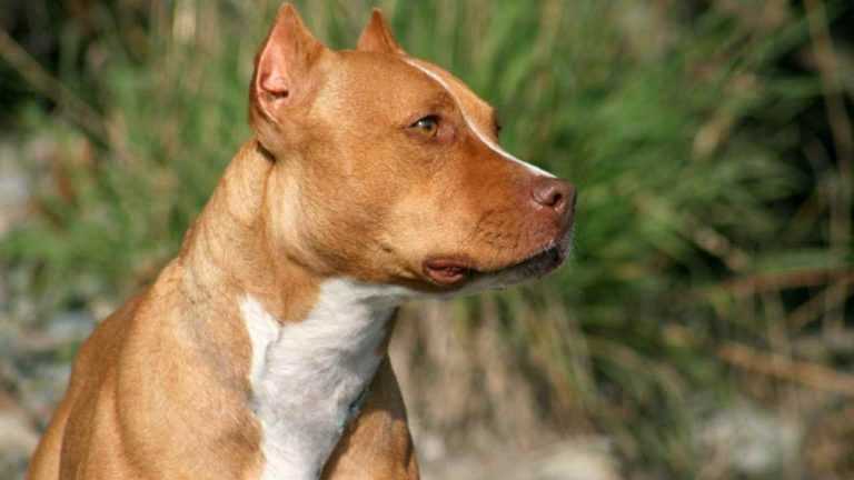 Особенности ухода