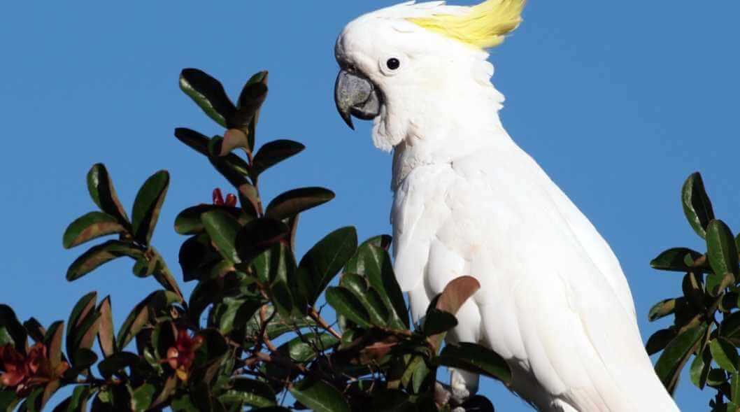 Малый какаду