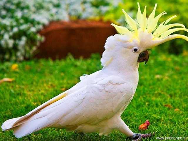 Фото попугая какаду: красивые снимки и интересные факты Фото попугая какаду: красивые снимки и интересные факты