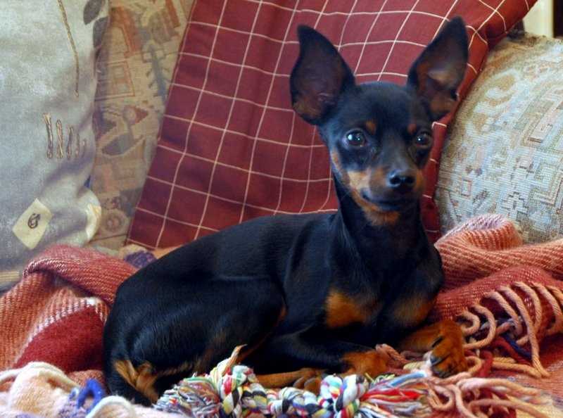 Происхождение и возникновение